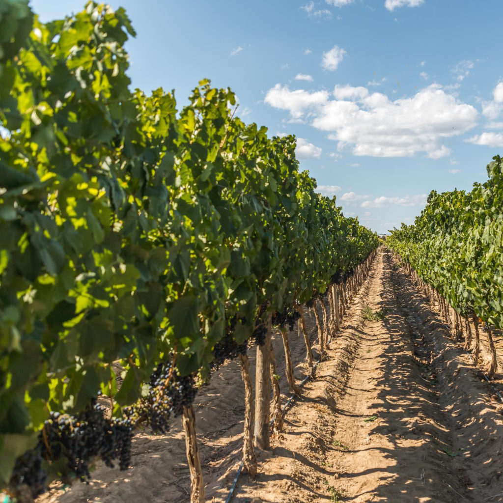 San Luis Potosi wine route